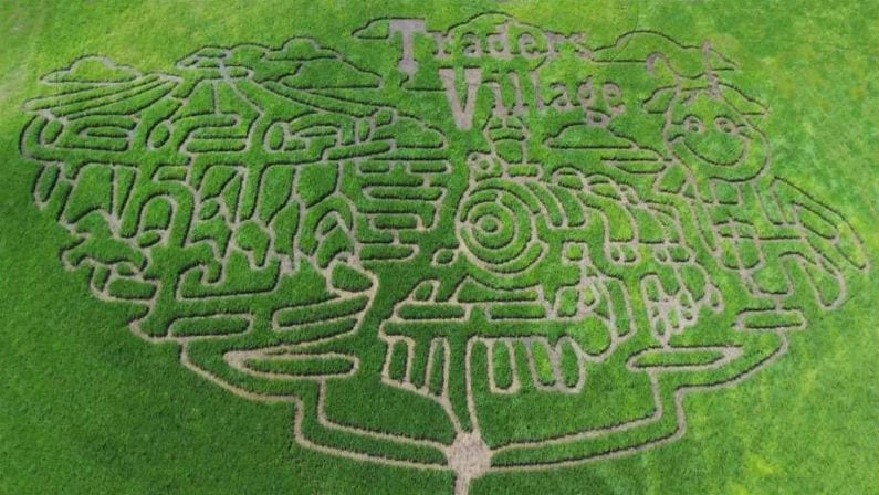 For Refresh or Sponsored Post – Traders Village’s Popular Corny Maze is Back for 2019