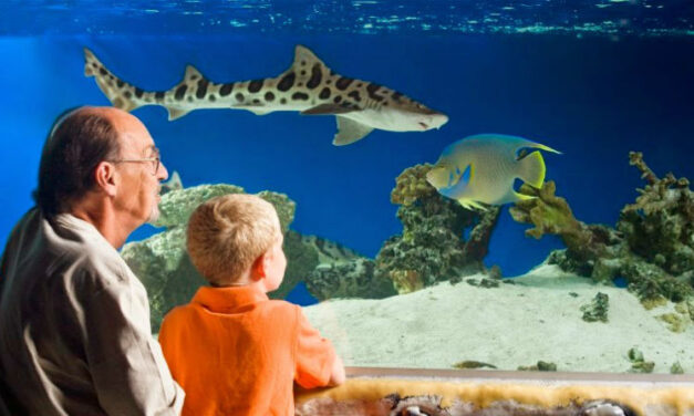 For Refresh or Sponsored Post – San Antonio Aquarium Coupons and Discount Tickets: How to Save Big