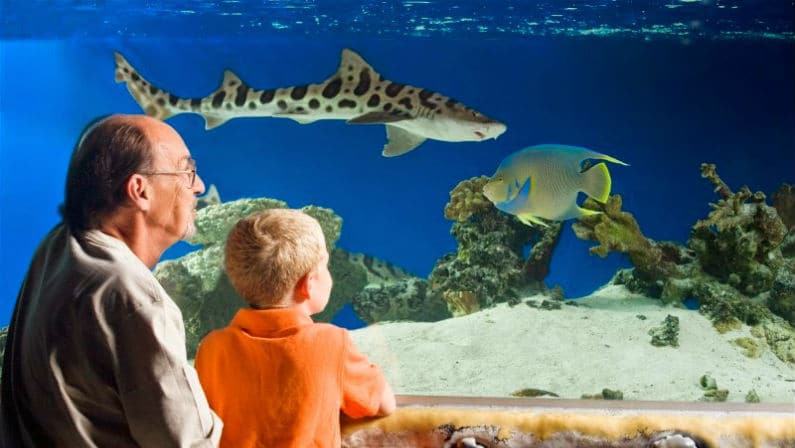 San Antonio Aquarium Coupons and Discount Tickets: How to Save Big