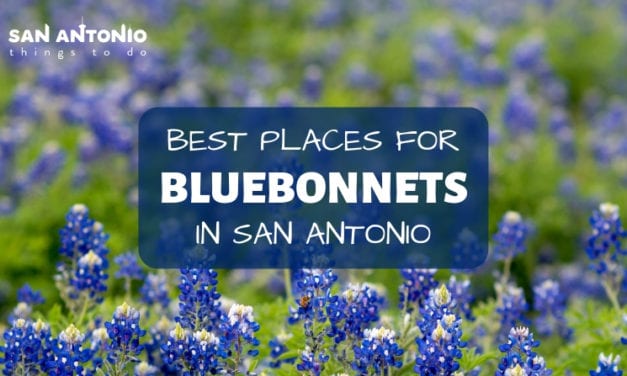 Texas Bluebonnets – Best Bluebonnet Fields & Places in & near San Antonio