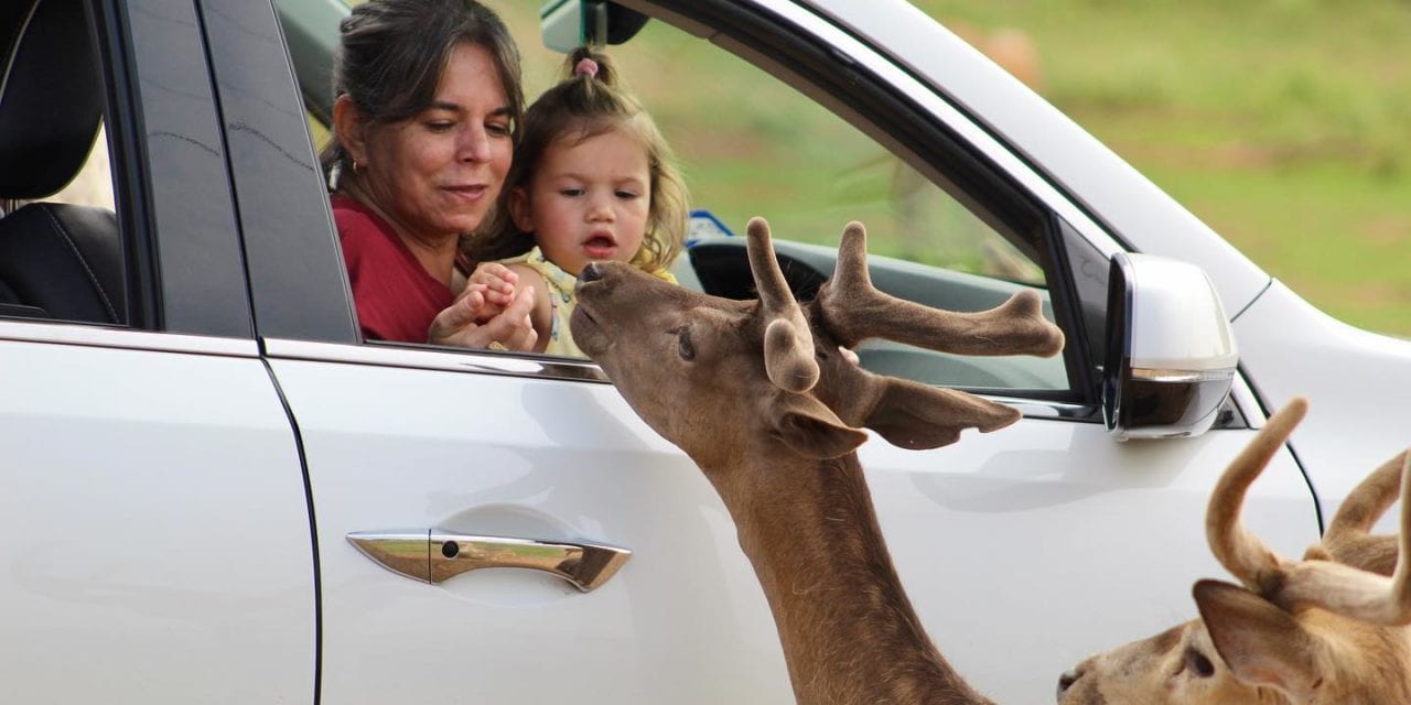 For Refresh or Sponsored Post – Exotic Resort Zoo Is Open for Drive Through Safari for First Time Since 1995