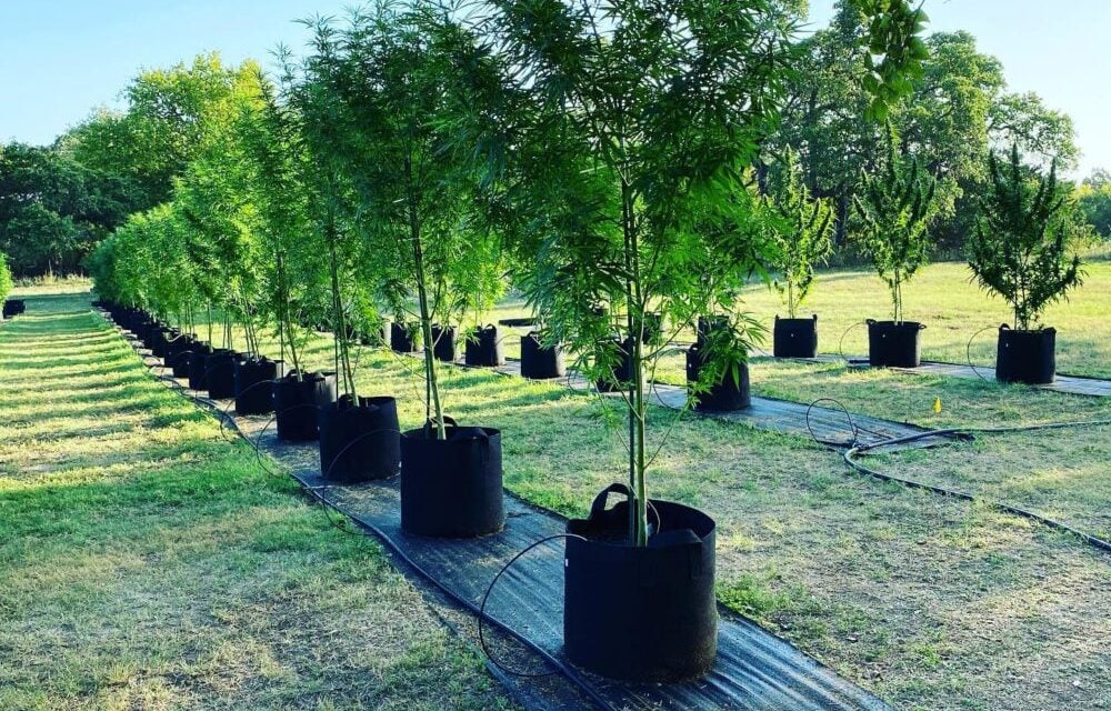 For Refresh or Sponsored Post – You Can Harvest Hemp During Farm Tour Right Outside San Antonio