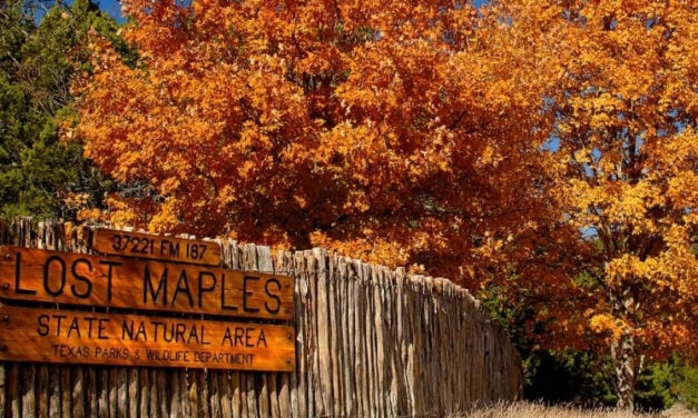 For Refresh or Sponsored Post – Lost Maples State Natural Area: Everything You Need to Know