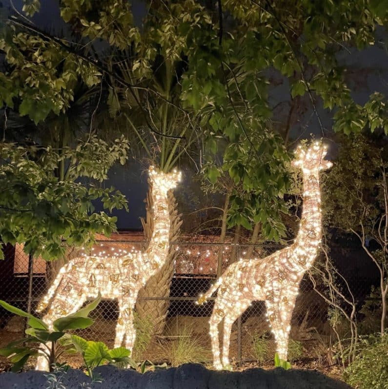San Antonio zoo Lights 2022 - 15 feet tall giraffes