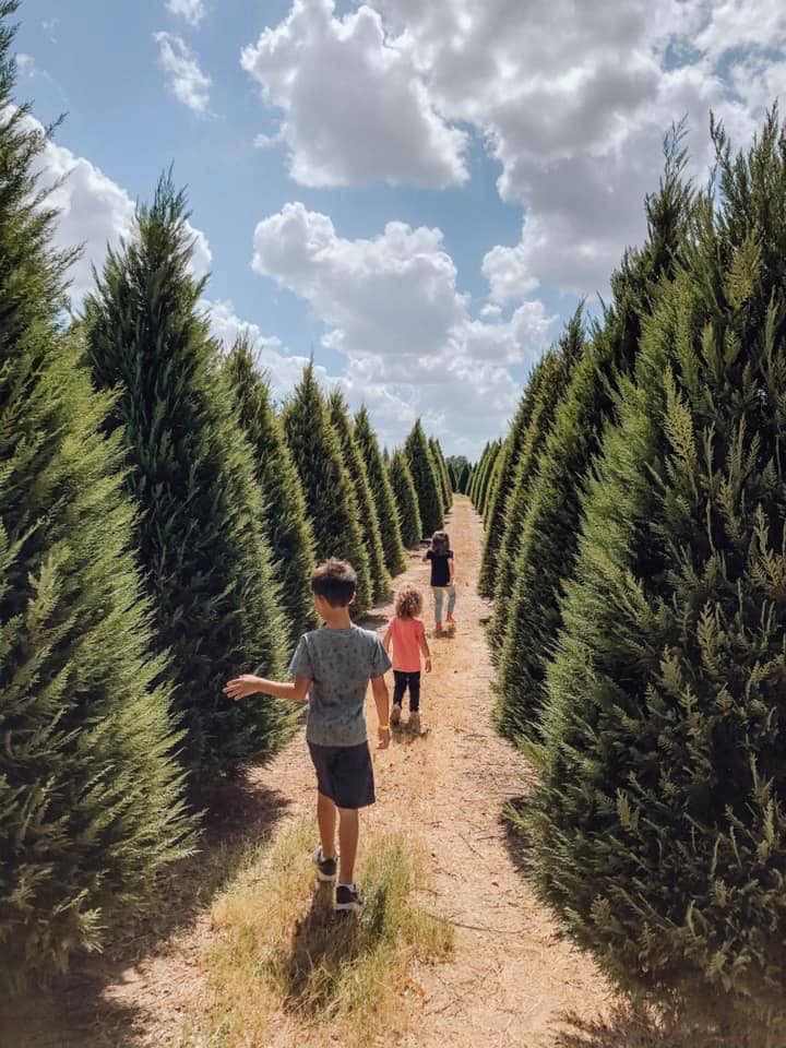 Devine Farms Christmas Trees 