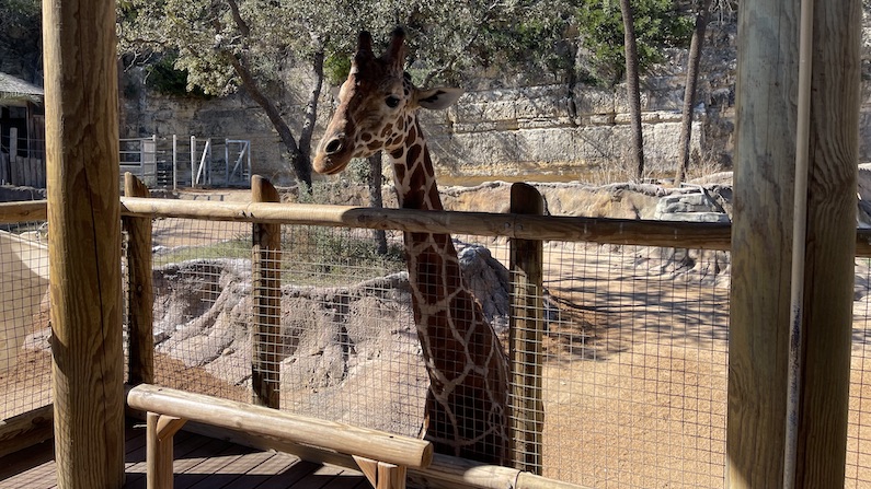 Cosmo SA Zoo Giraffe