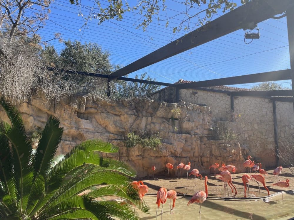 San Antonio Zoo Flamingo