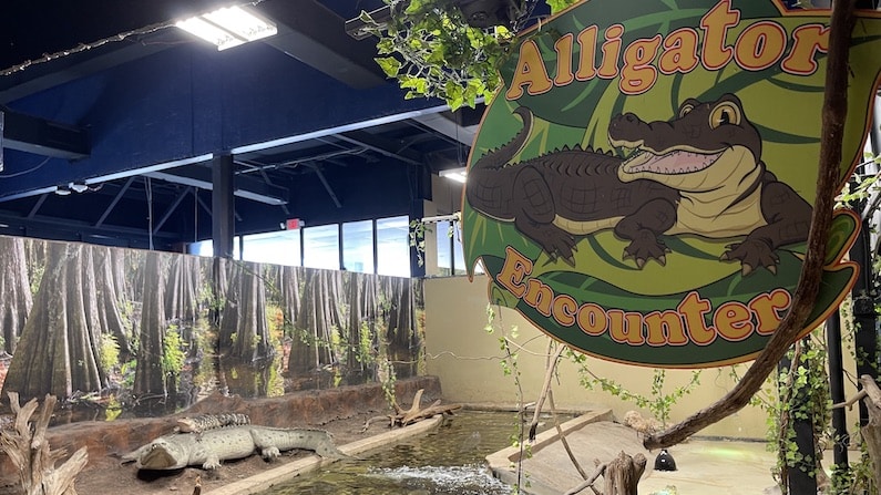 alligators san antonio aquarium