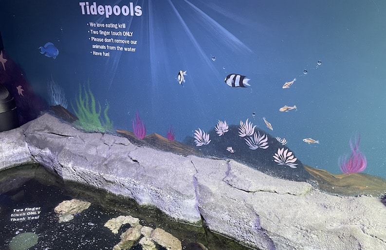 tidepool section