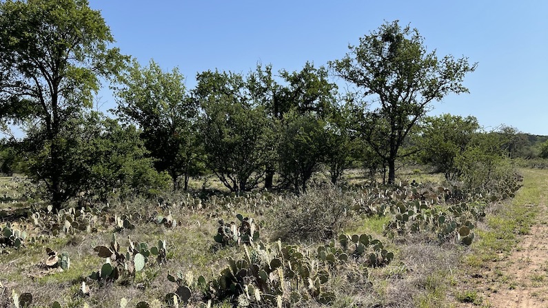 Cactus and Trees on Inks Lake Trail