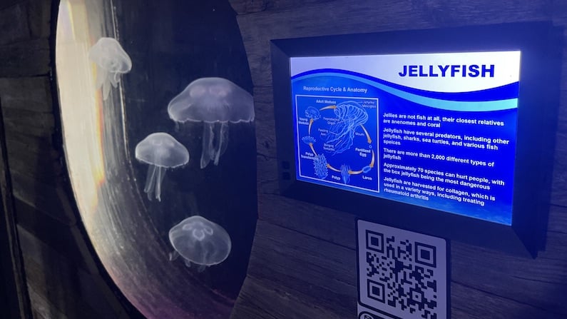 Jelly fish in san antonio aquarium