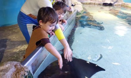 San Antonio Aquarium Guide: Tickets, Hours, Map and More!
