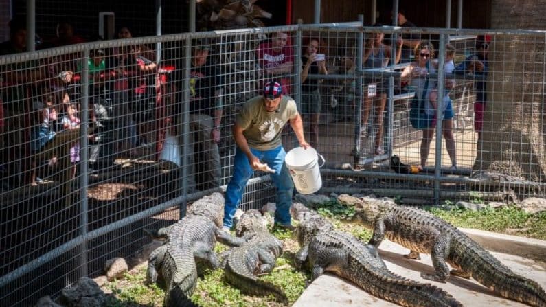 Things to do in New Braunfels - Animal World & Snake Farm Zoo