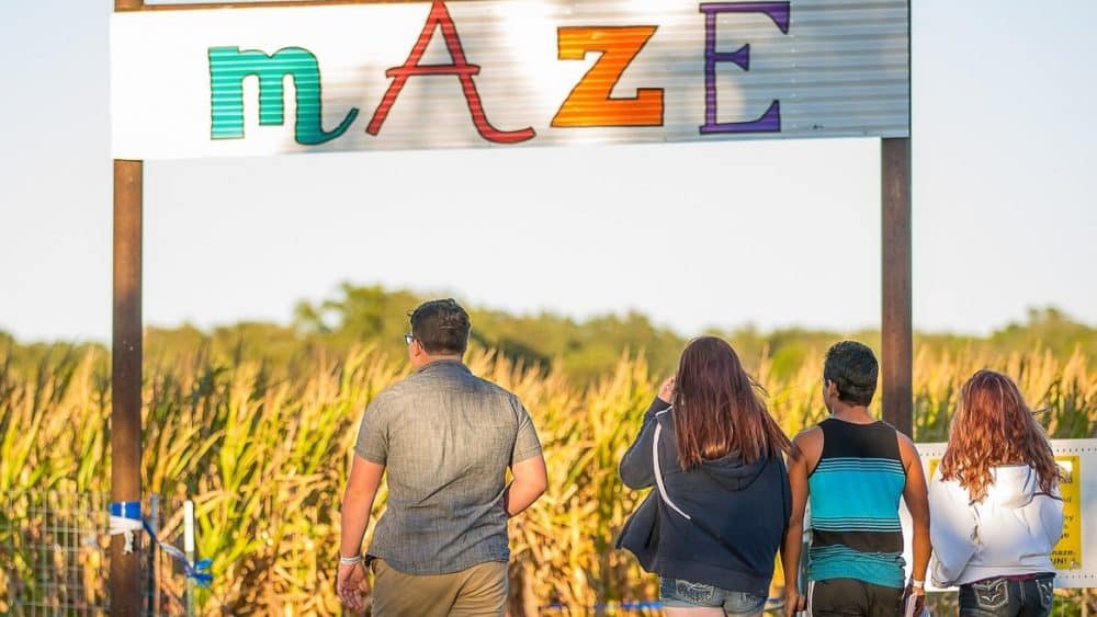 Corn Maze near me - Lone Star Family Farm 