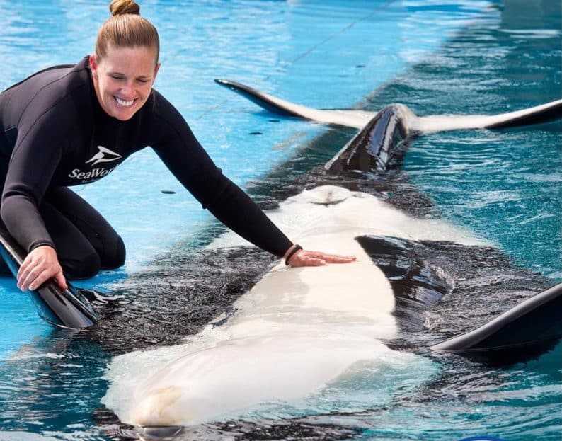 Inside Look: Behind the Scenes with Orcas