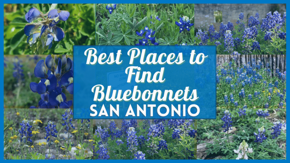 Bluebonnet San Antonio - 50 fields, trails and parks with Texas Bluebonnets near you!