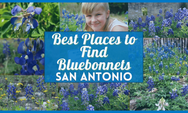 Bluebonnet San Antonio – 50 fields, trails and parks with Texas Bluebonnets near you!