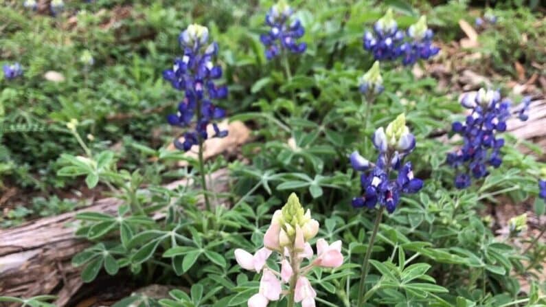 Bluebonnets in San Antonio - Guadalupe River State Park