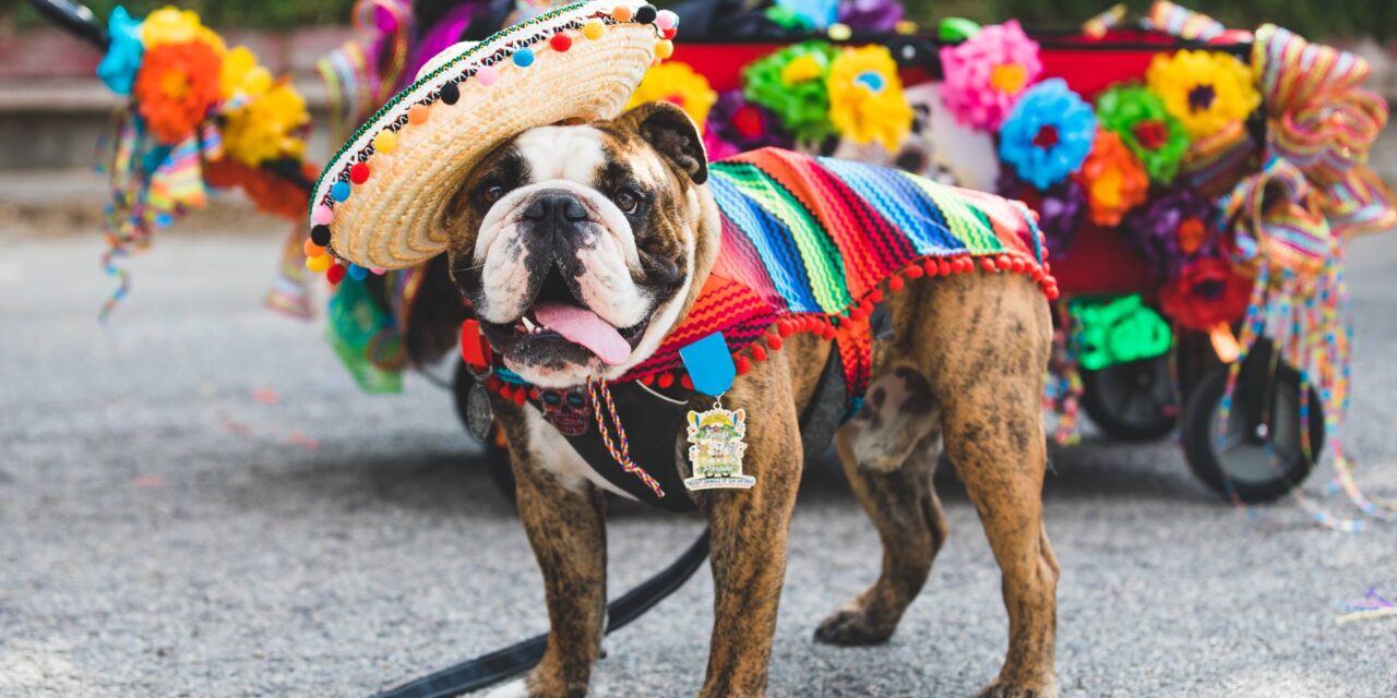 Things to do in San Antonio with kids this weekend of April 28 include Fiesta® Pooch Parade, Festival De Animales, & more!