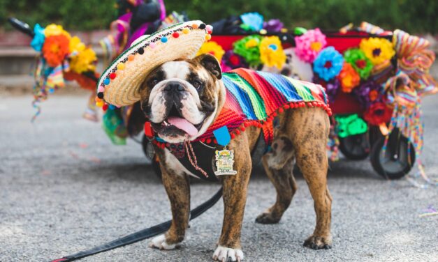 Things to do in San Antonio with kids this weekend of April 28 include Fiesta® Pooch Parade, Festival De Animales, & more!