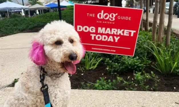 Things To Do in San Antonio this Weekend of May 19 include Downtown Dog Market, Under Your Skin: A Tattoo Art Show, & more!