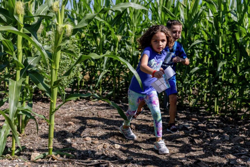 Fall 2025 Fun at Traders Village San Antonio - Corny Maze