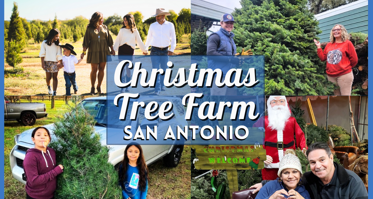 Christmas Tree Farms in San Antonio 2023 – The Best Farms for Real, Fresh, Cut Trees Around Alamo City!