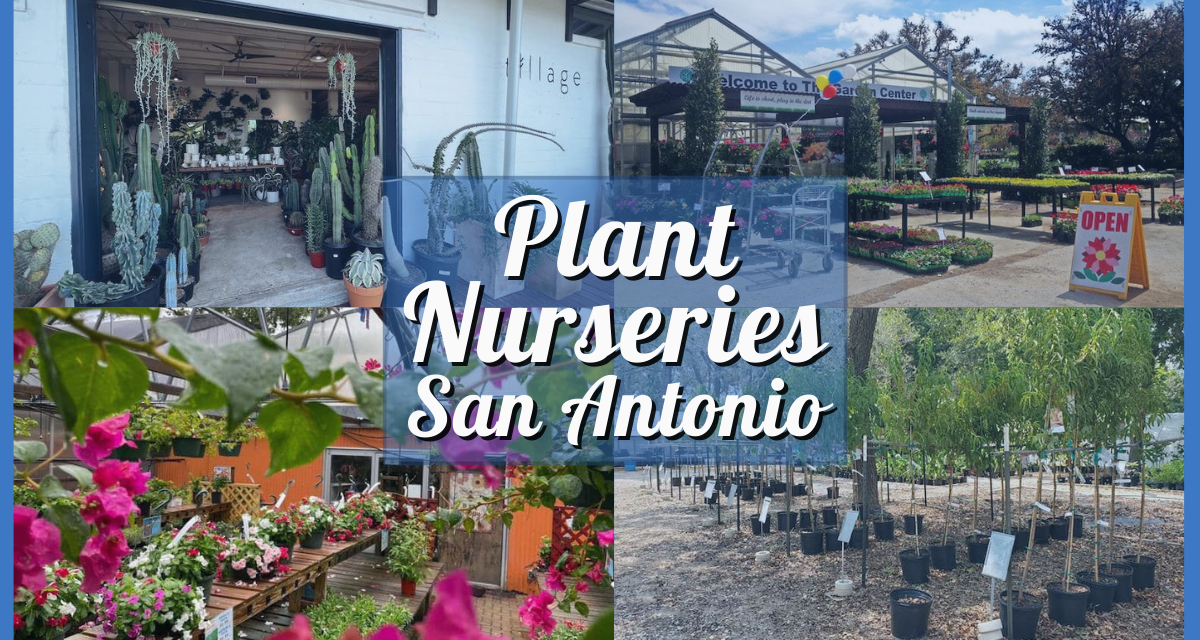 Plant Nursery San Antonio – A Green Thumb’s Guide To 9 Nurseries in Alamo City!