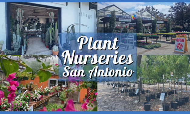 Plant Nursery San Antonio – A Green Thumb’s Guide To 9 Nurseries in Alamo City!