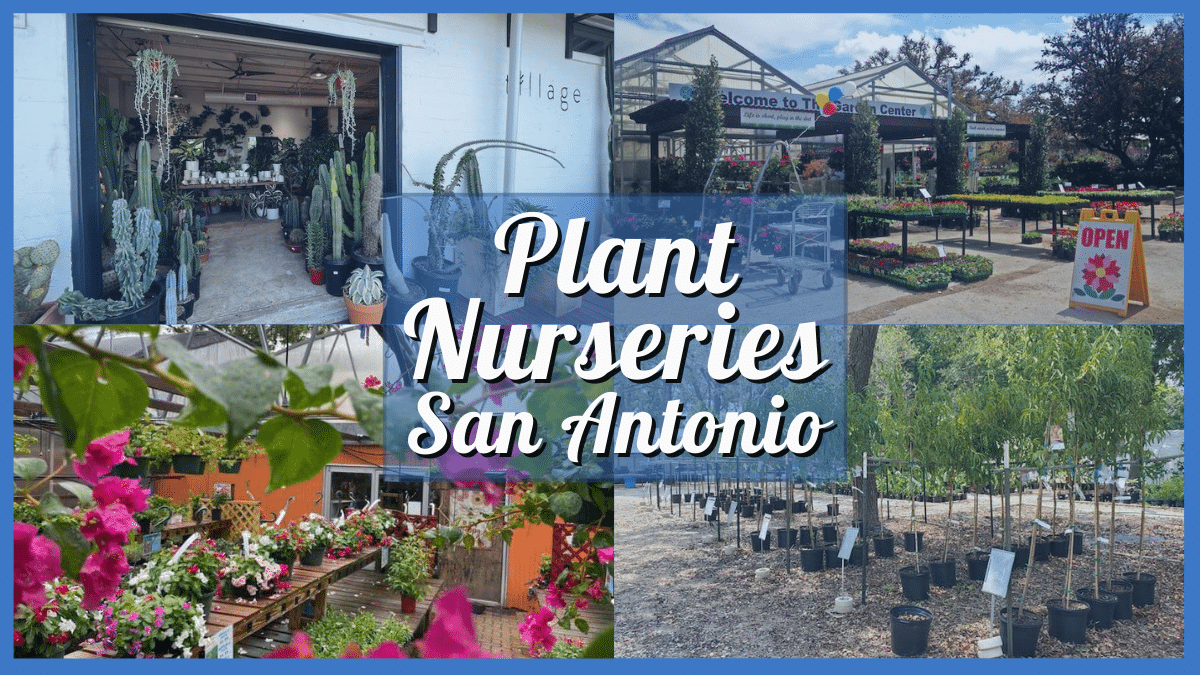 Plant Nursery San Antonio