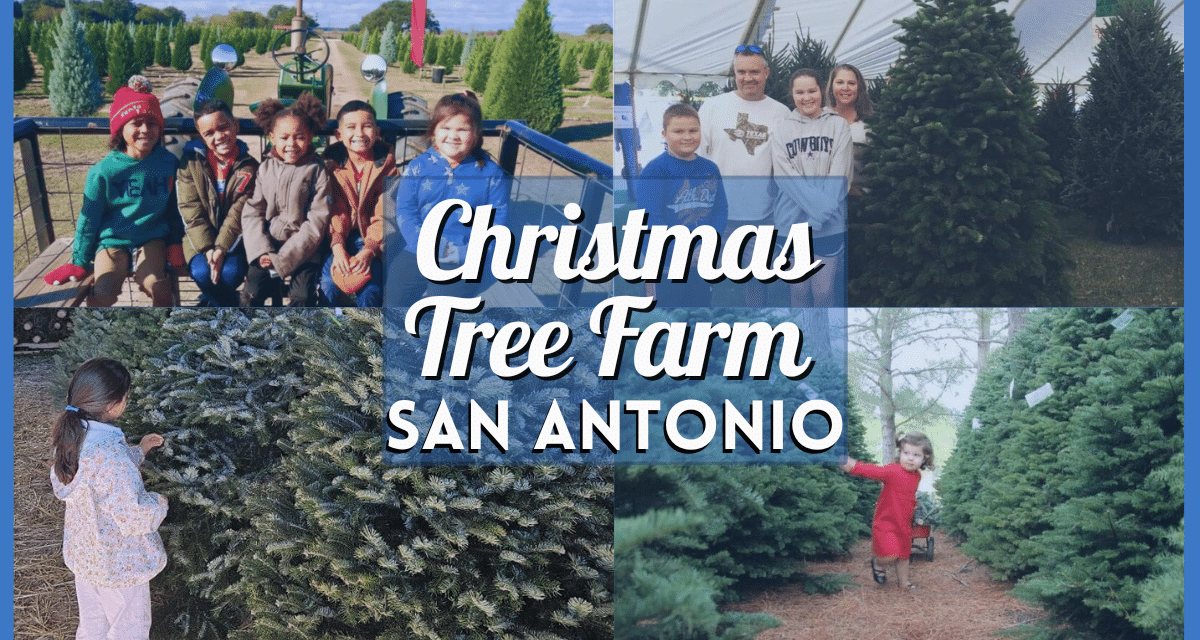 Christmas Tree Farms in San Antonio 2024 – The Best Farms for Real, Fresh, Cut Trees Around Alamo City!