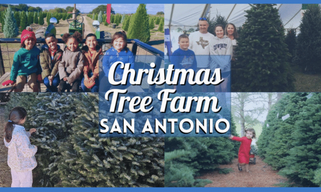 Christmas Tree Farms in San Antonio 2024 – The Best Farms for Real, Fresh, Cut Trees Around Alamo City!