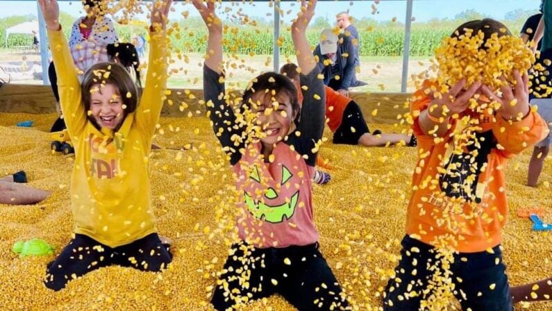 Things to do this Fall in San Antonio - Circle N Corn Maze & Pumpkin Patch