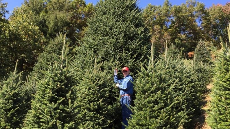 Christmas Trees in San Antonio - Papa Noel Christmas Trees