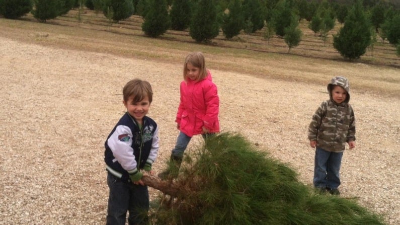Christmas Trees in San Antonio - Pipe Creek Christmas Tree Farm