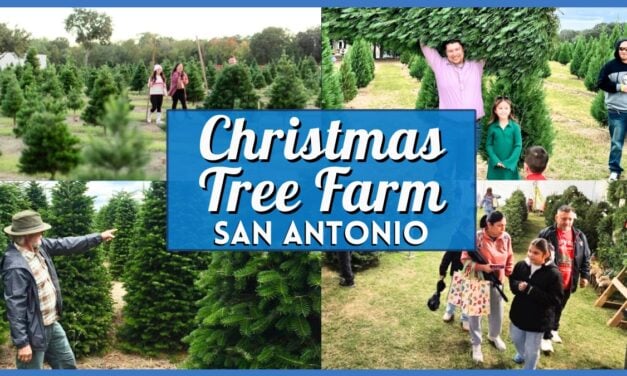 Best Christmas Tree Farm San Antonio 2025 – Real Trees & Top Local Farms