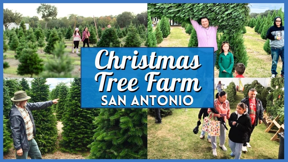 Christmas Tree Farm San Antonio 2025 – Finest Locations For Actual Bushes