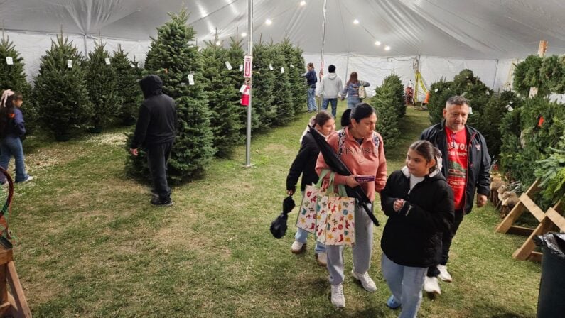 Christmas Tree Farm San Antonio - Holiday Hills Christmas Trees