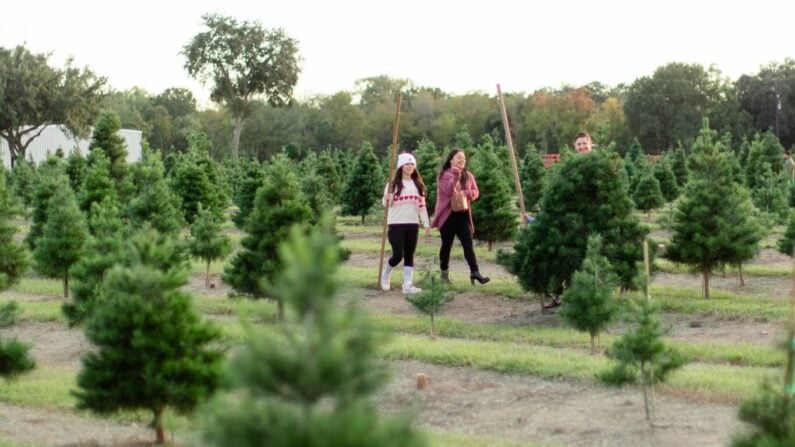 Christmas Tree Farm San Antonio - Old Time Christmas Tree Farm – Spring