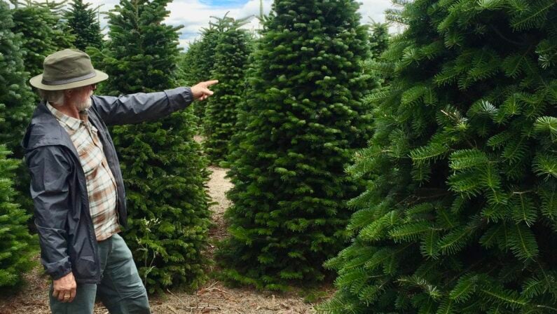 Christmas Tree Farm San Antonio - Papa Noel Christmas Trees – Alamo Heights