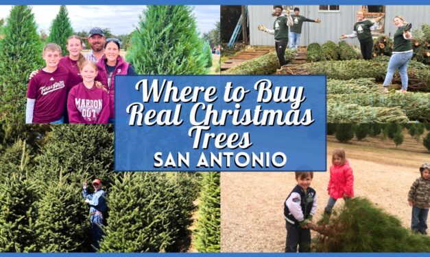 Where to Buy Real Christmas Trees in San Antonio- 2025 Guide