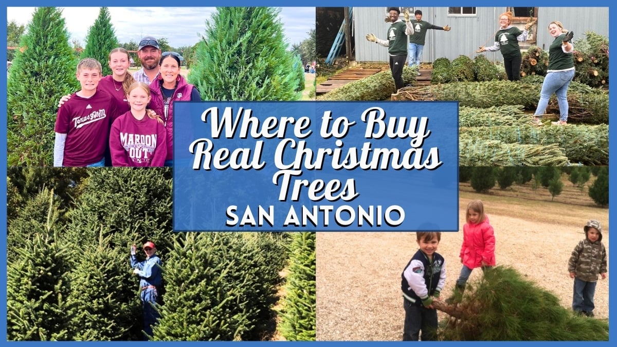 The place To Purchase Actual Christmas Bushes In San Antonio- 2025 Information The place To Purchase Actual Christmas Bushes In San Antonio- 2025 Information