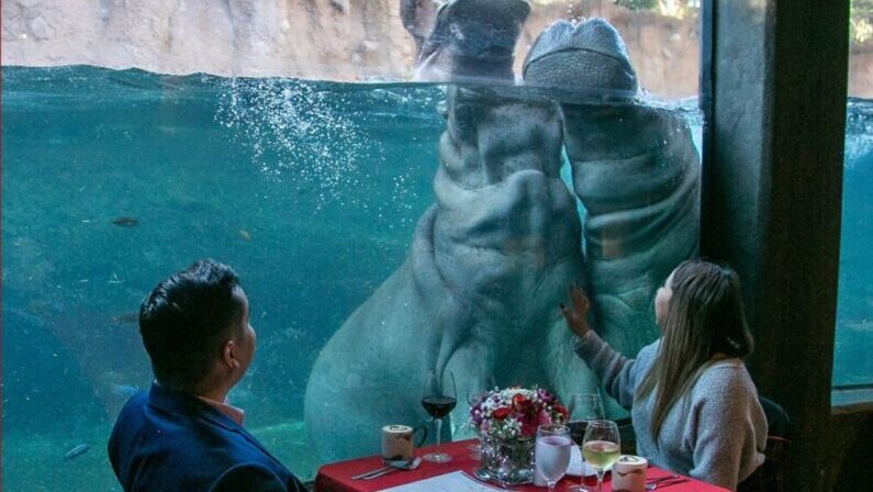 Valentine's Day events San Antonio - Wild at Heart Dining Experience at San Antonio Zoo