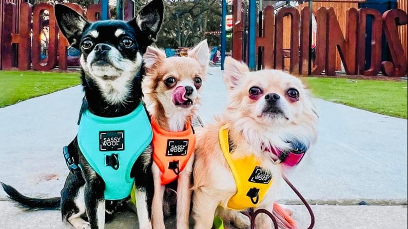 Dog friendly restaurants San Antonio - Hops & Hounds
