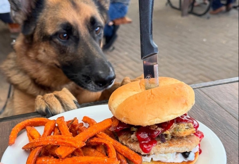 Dog friendly restaurants San Antonio - Tycoon Flats