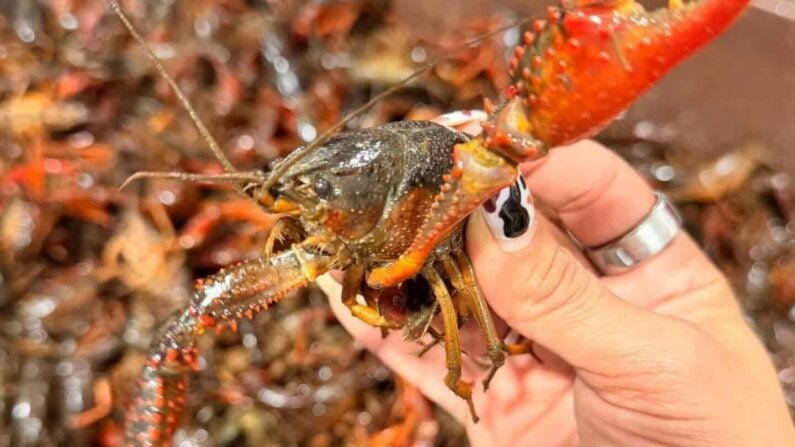 Best Crawfish San Antonio - Groomer’s Seafood