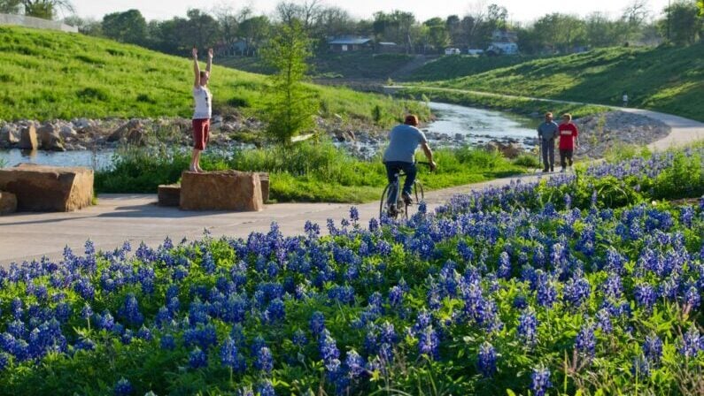 San Antonio Bluebonnets - Phil Hardberger Park Conservancy