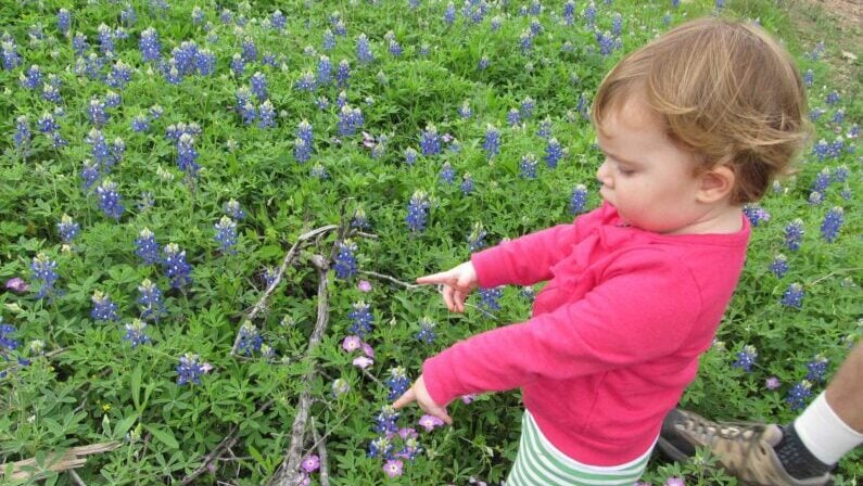 Bluebonnets San Antonio - Government Canyon State Natural Area - Texas Parks and Wildlife
