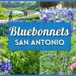 Bluebonnets San Antonio: 40 Best Fields, Trails, and Parks to Visit
