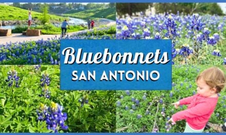 Bluebonnets San Antonio: 40 Best Fields, Trails, and Parks to Visit
